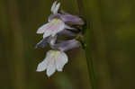 Florida lobelia